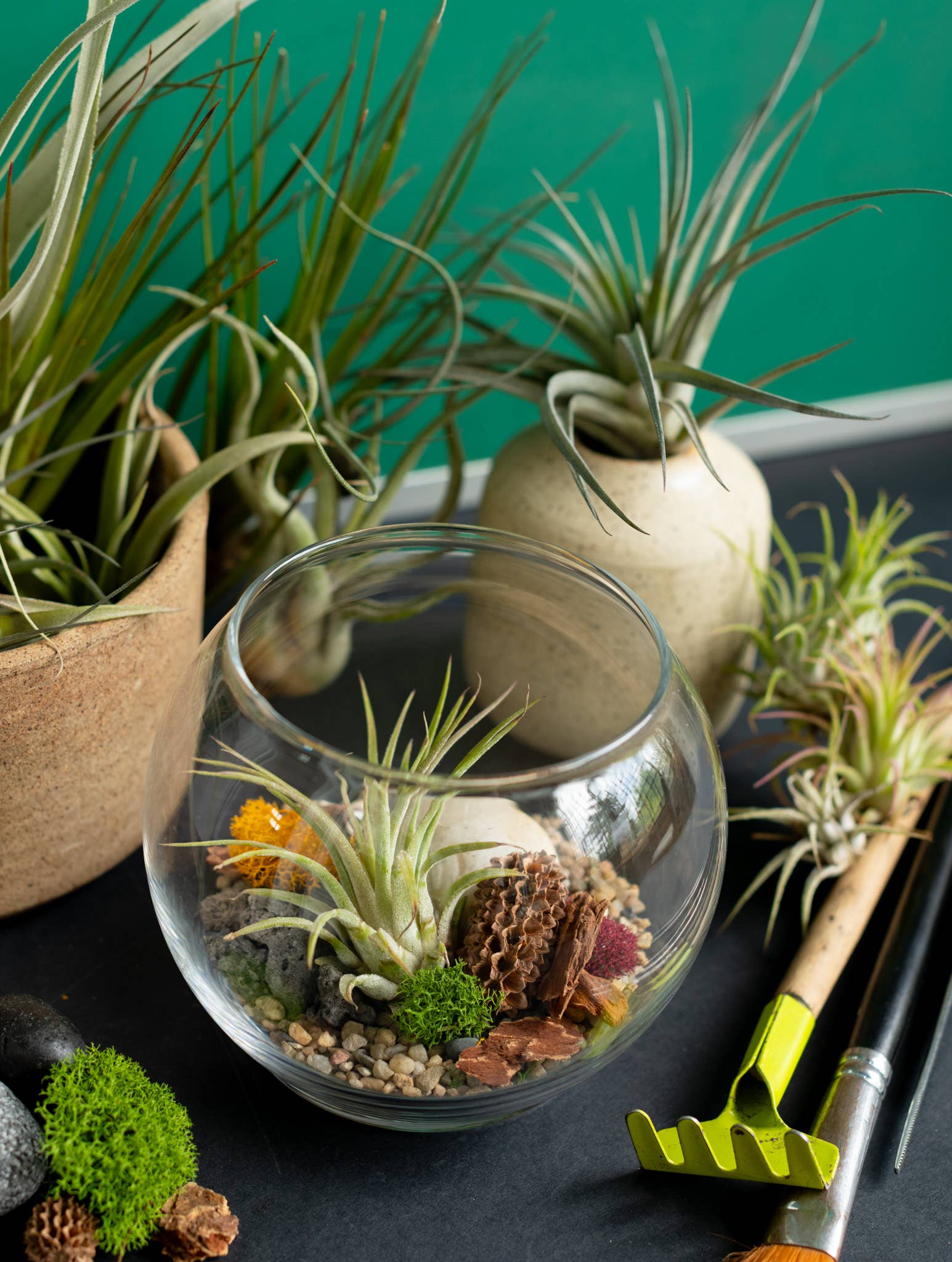 Airplant Terrarium Kit : Globe