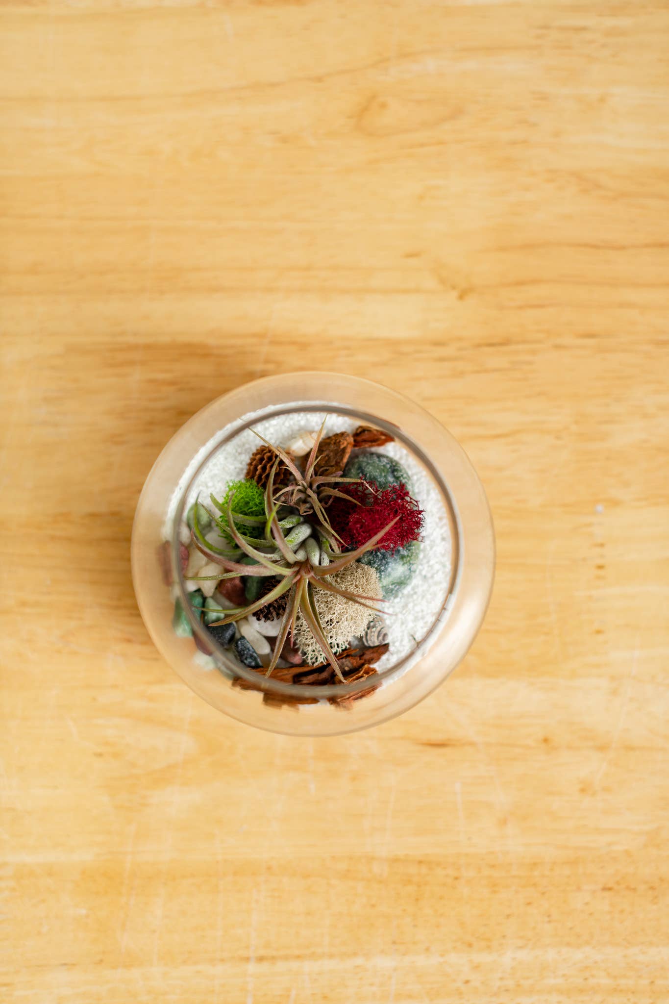 Airplant Terrarium Kit : Globe