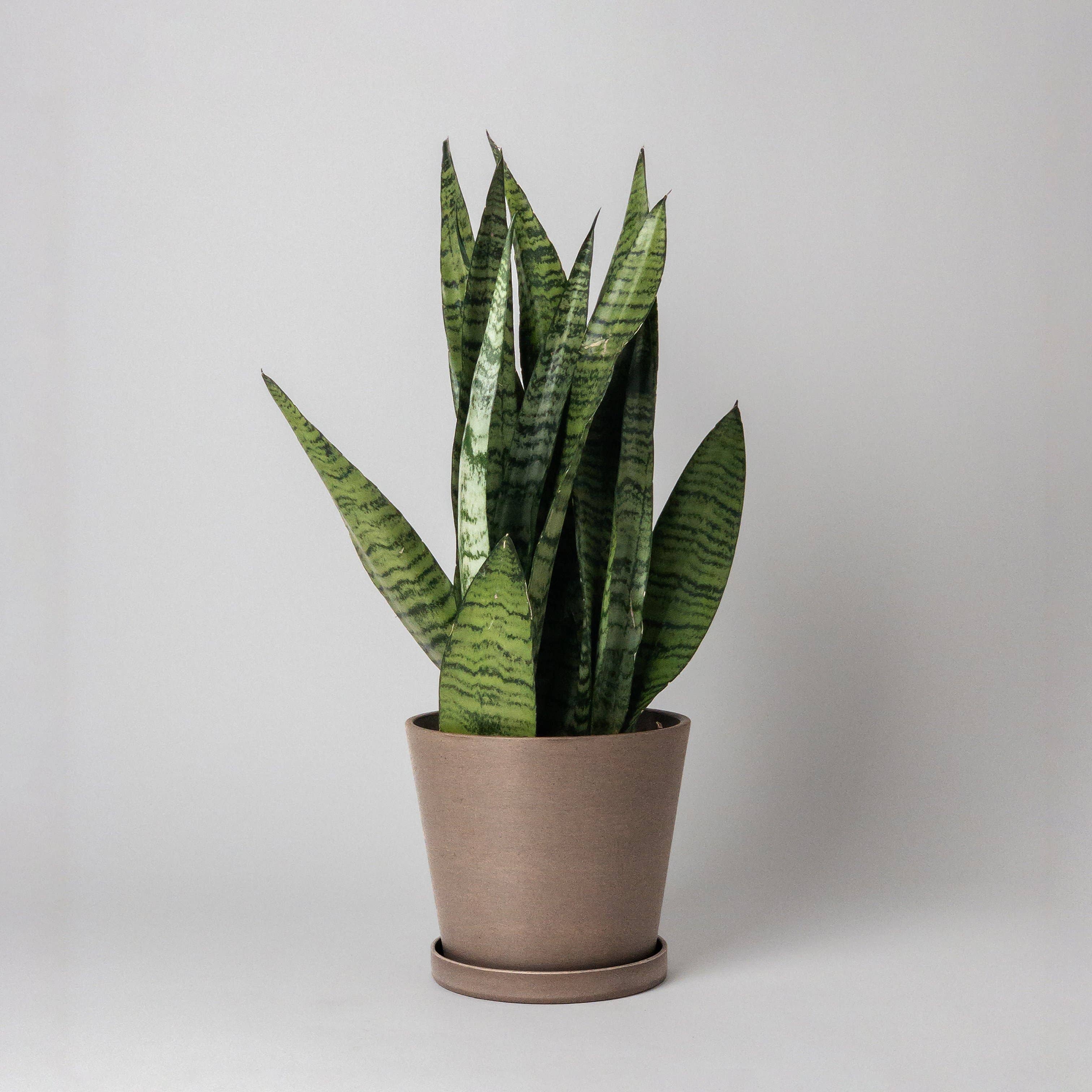 Earth Tones: Olive Sage