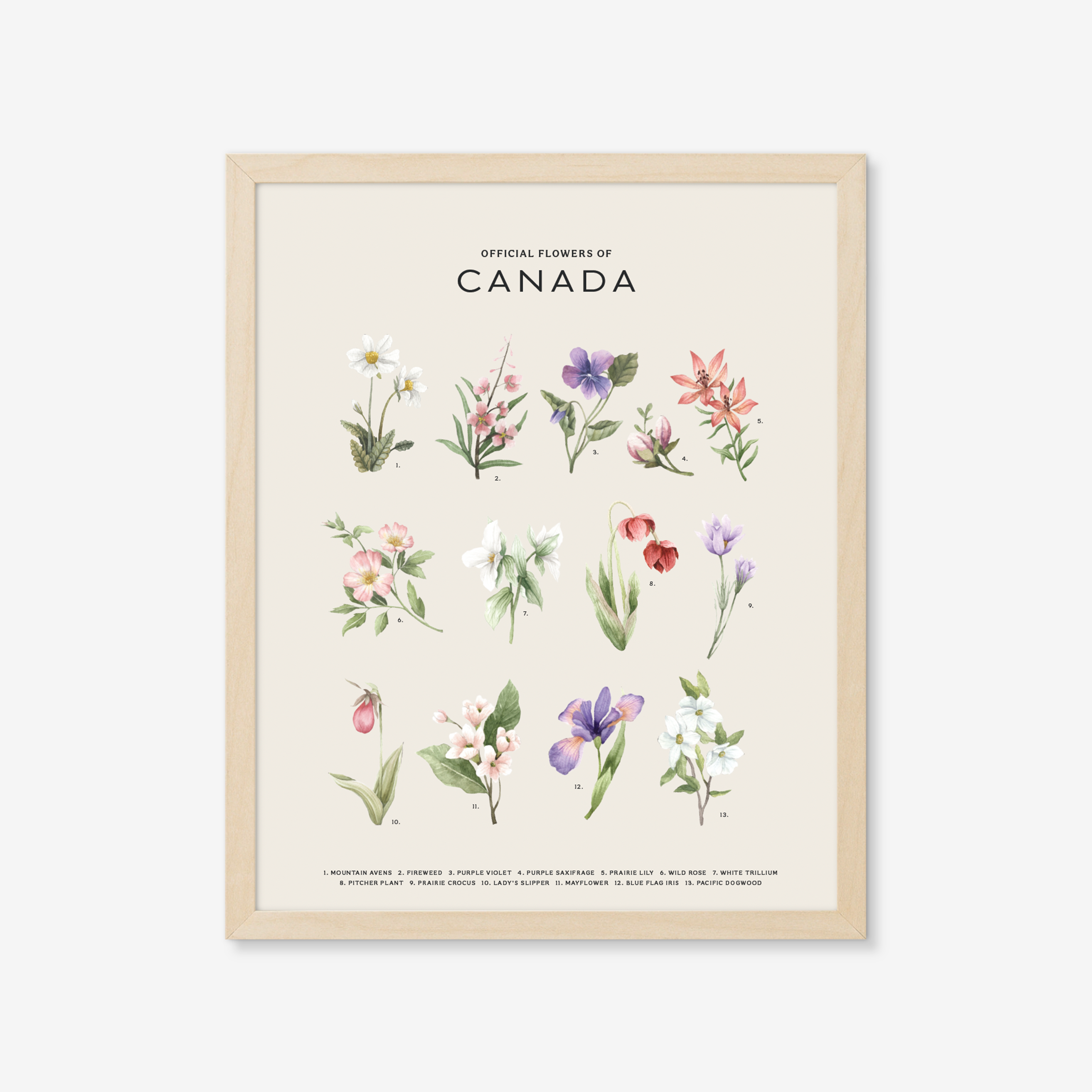 Official Flowers of Canada Art Print: Light