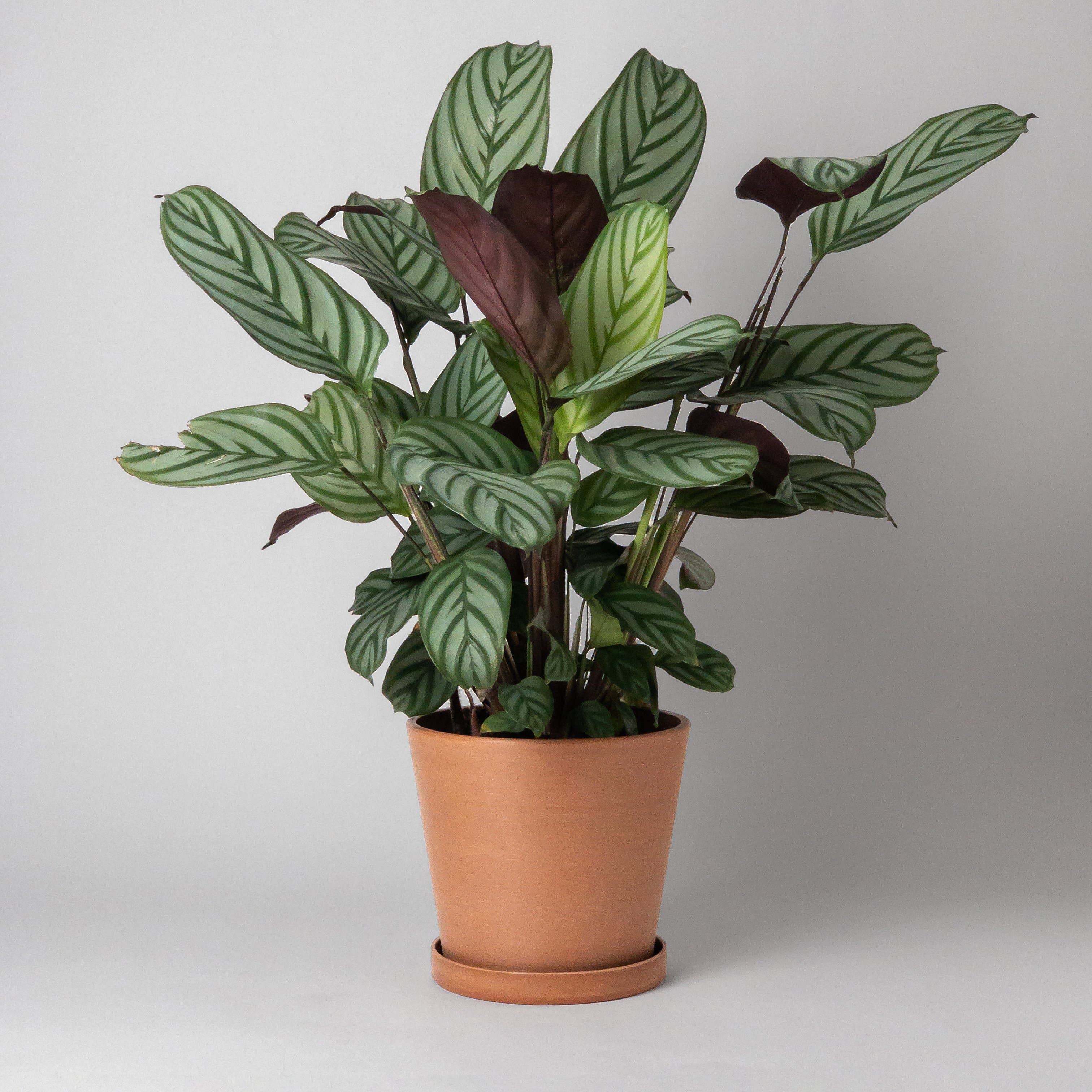 Earth Tones: Olive Sage