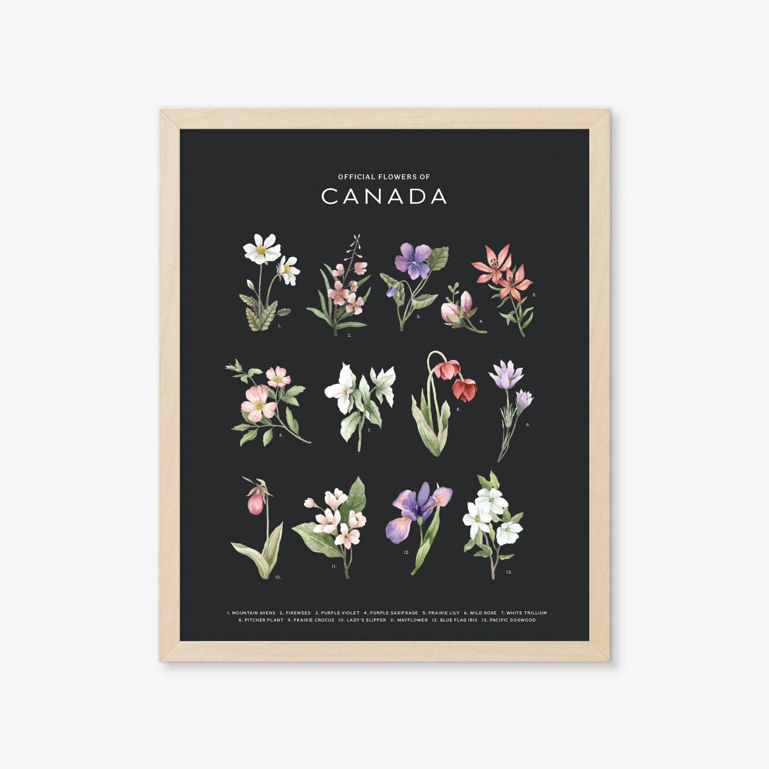 Official Flowers of Canada Art Print: Light