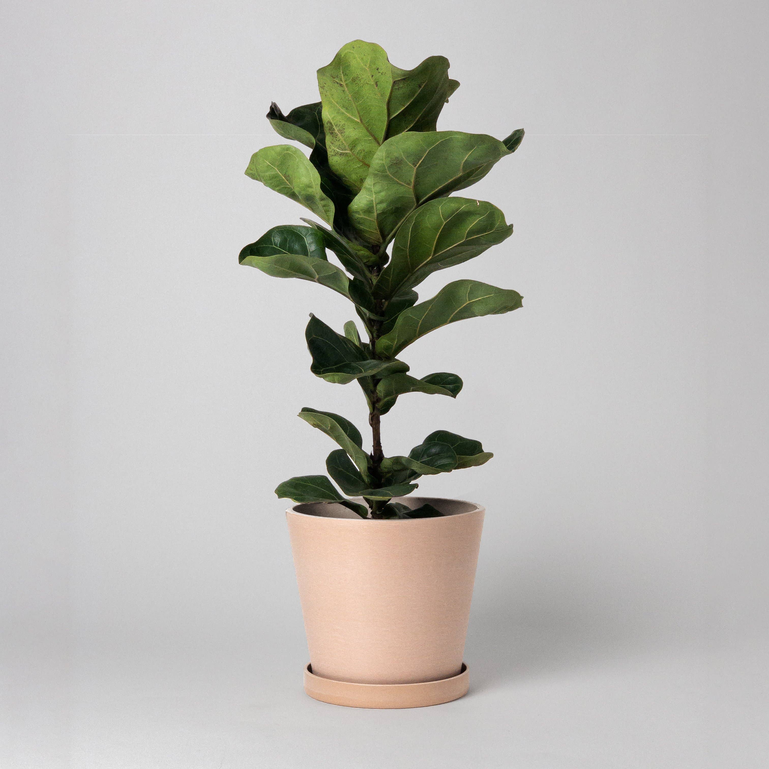 Earth Tones: Olive Sage