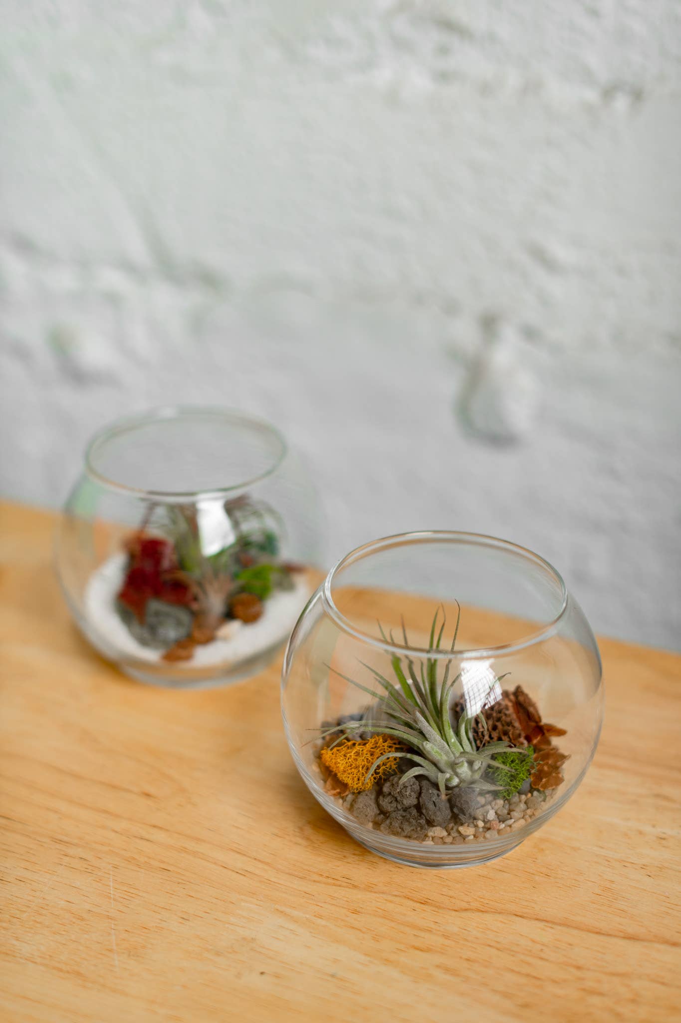 Airplant Terrarium Kit : Globe