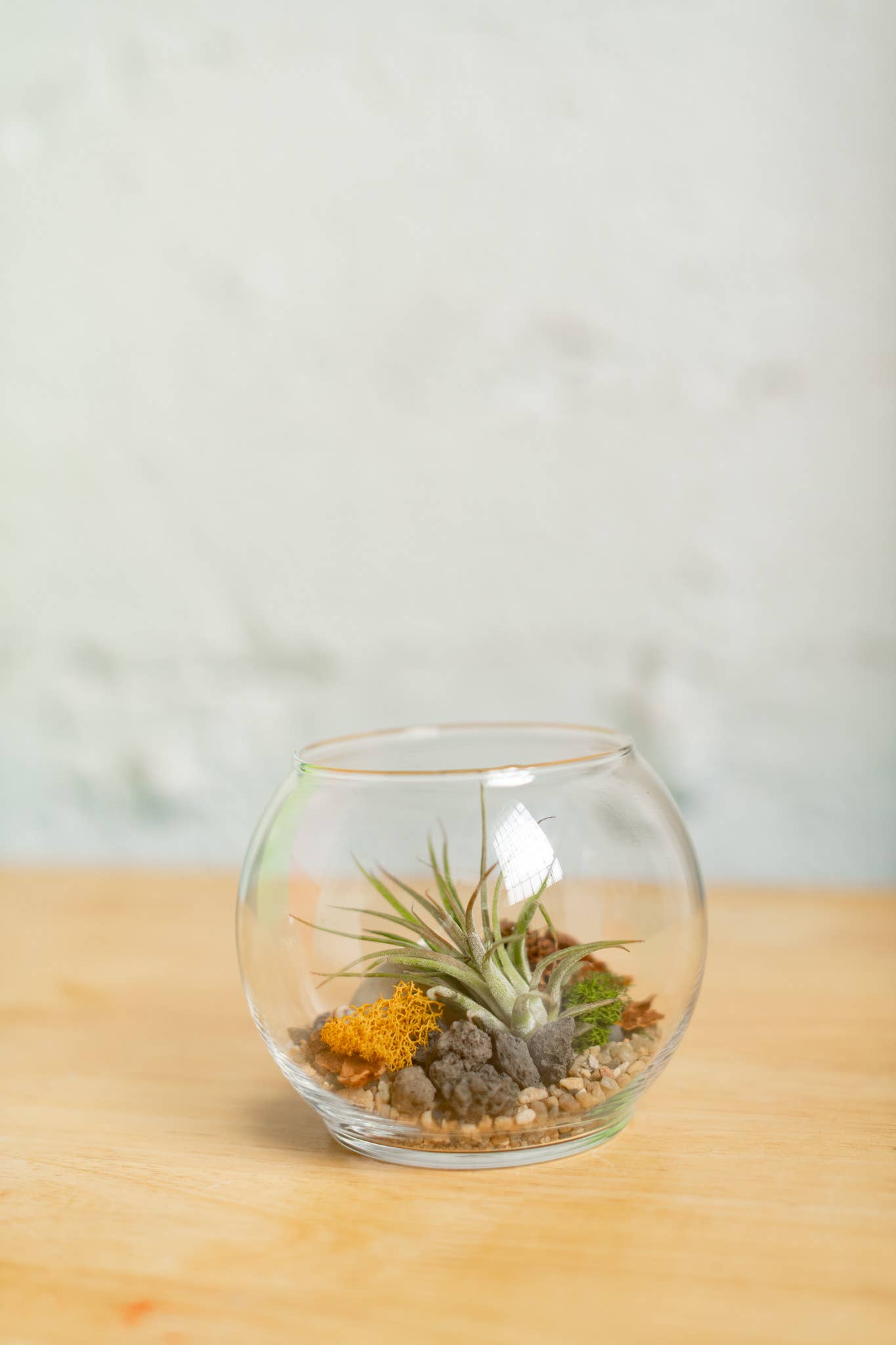 Airplant Terrarium Kit : Globe